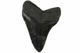 Fossil Megalodon Tooth - South Carolina #164983-1